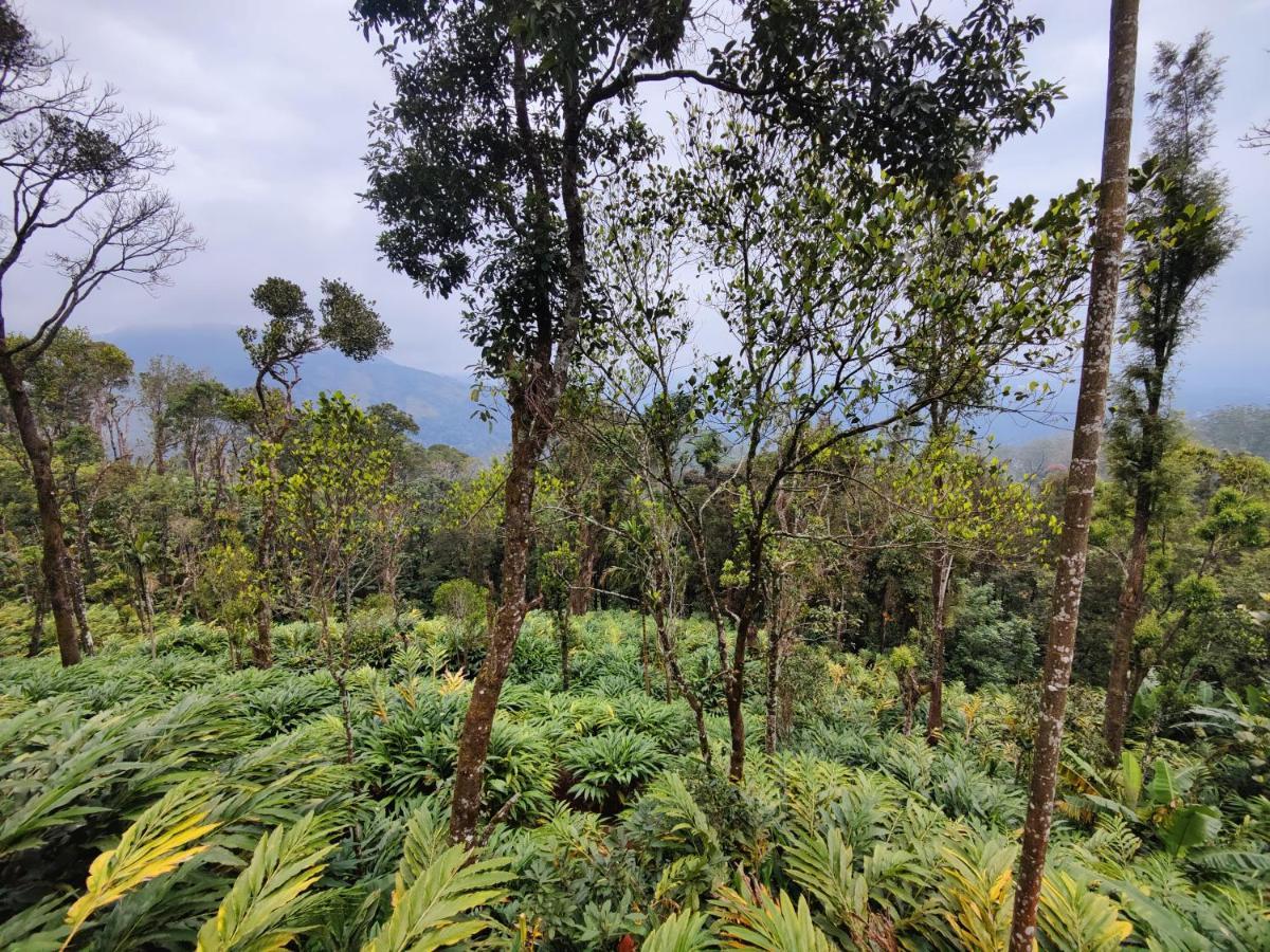 Munnar Home Stay Teadrops Plantation Villa エクステリア 写真