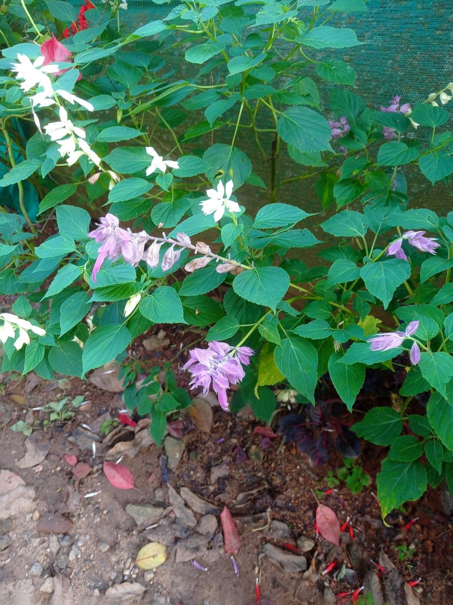 Munnar Home Stay Teadrops Plantation Villa エクステリア 写真