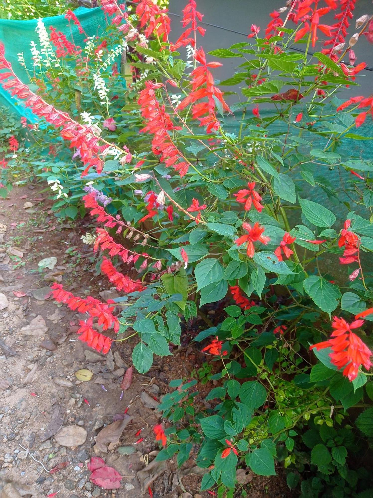 Munnar Home Stay Teadrops Plantation Villa エクステリア 写真
