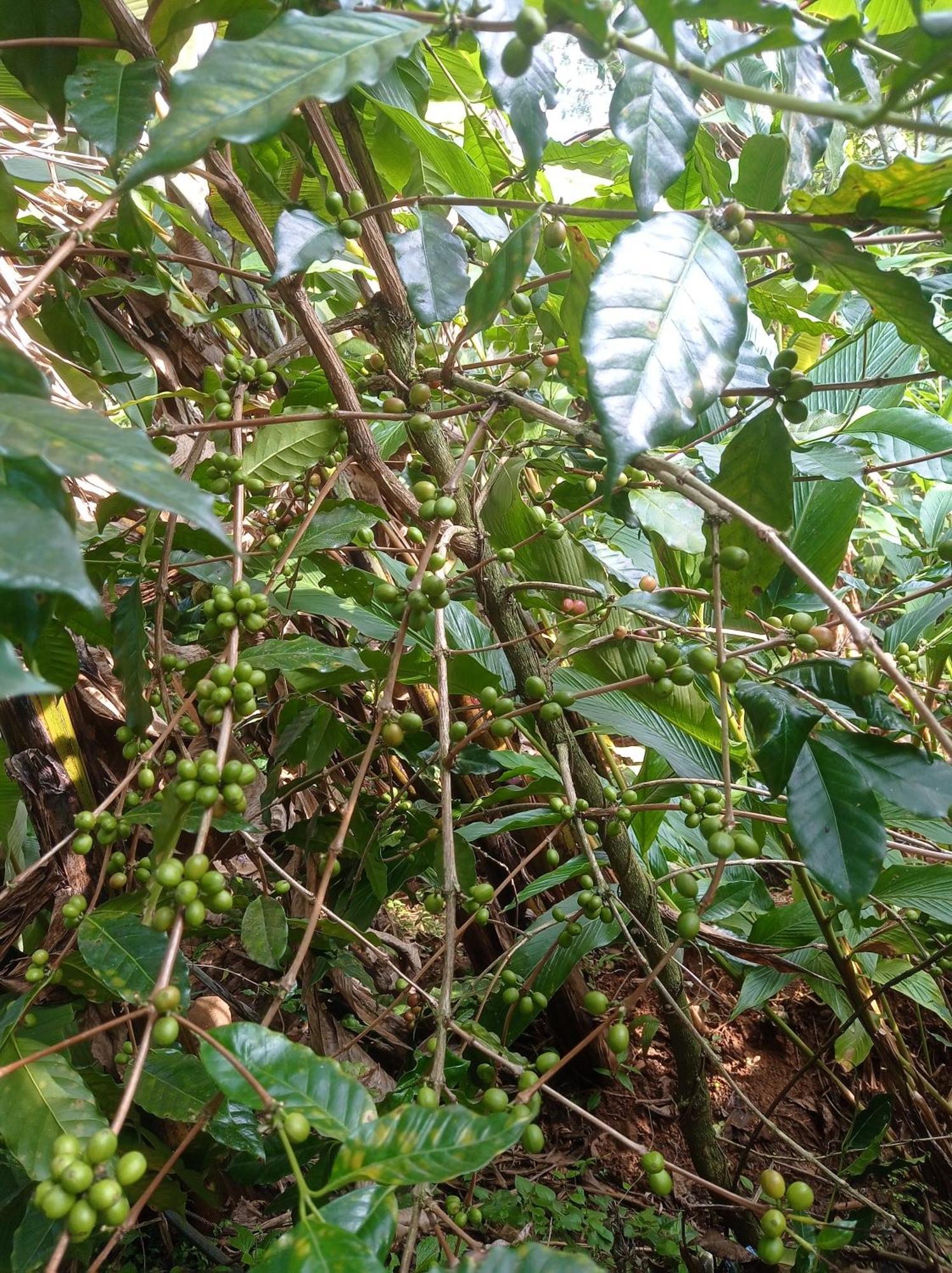Munnar Home Stay Teadrops Plantation Villa エクステリア 写真