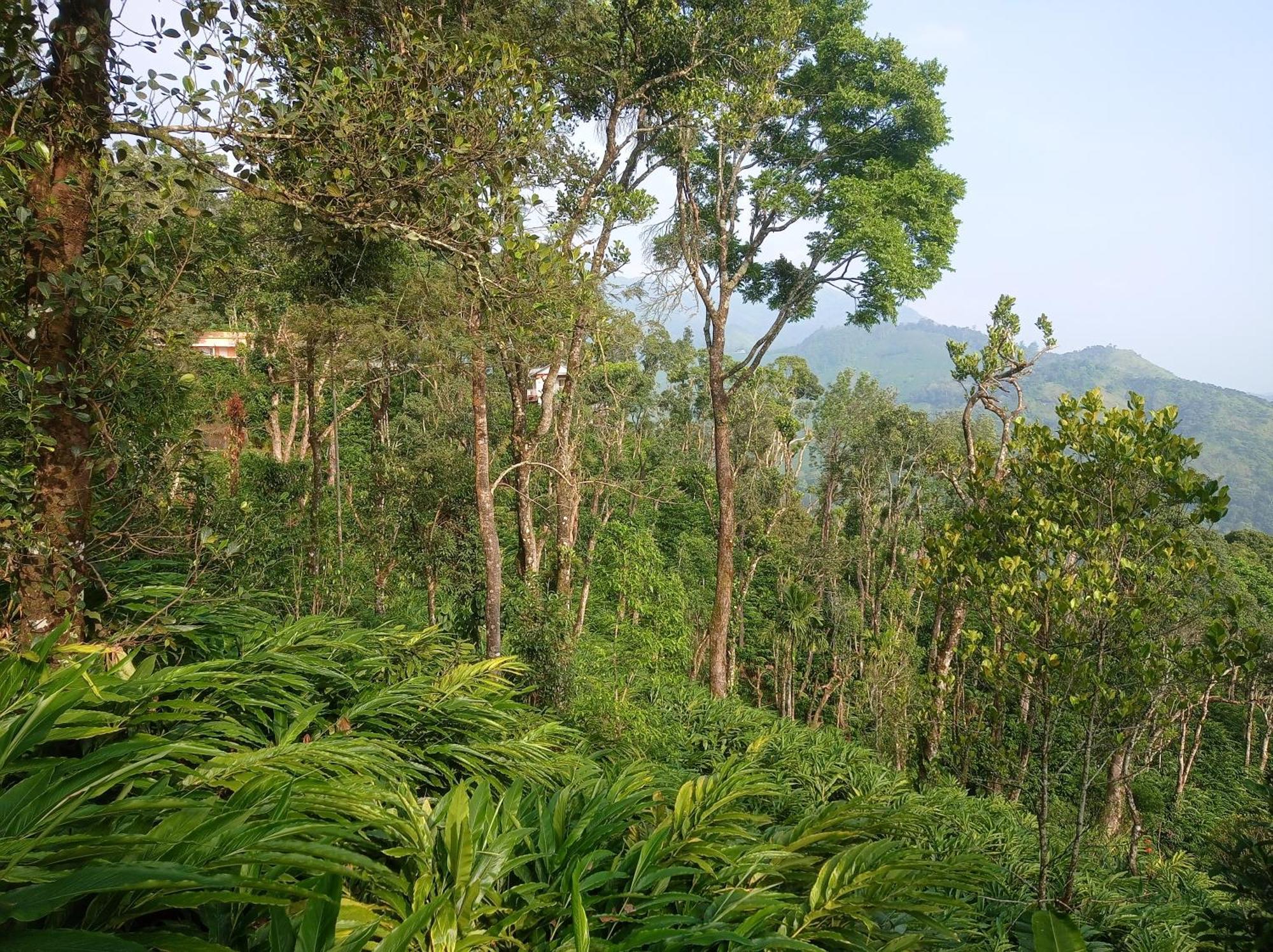 Munnar Home Stay Teadrops Plantation Villa エクステリア 写真