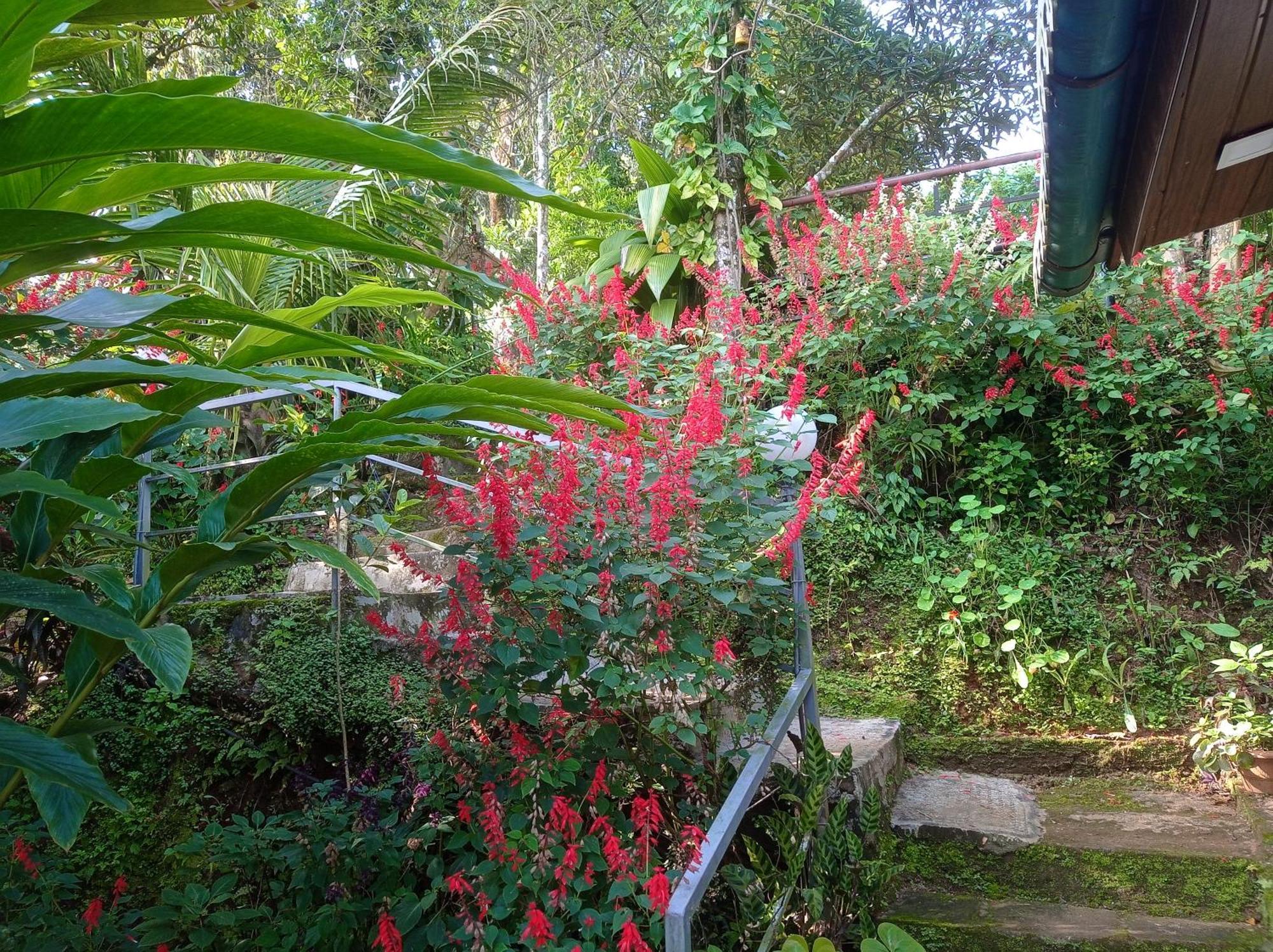Munnar Home Stay Teadrops Plantation Villa エクステリア 写真