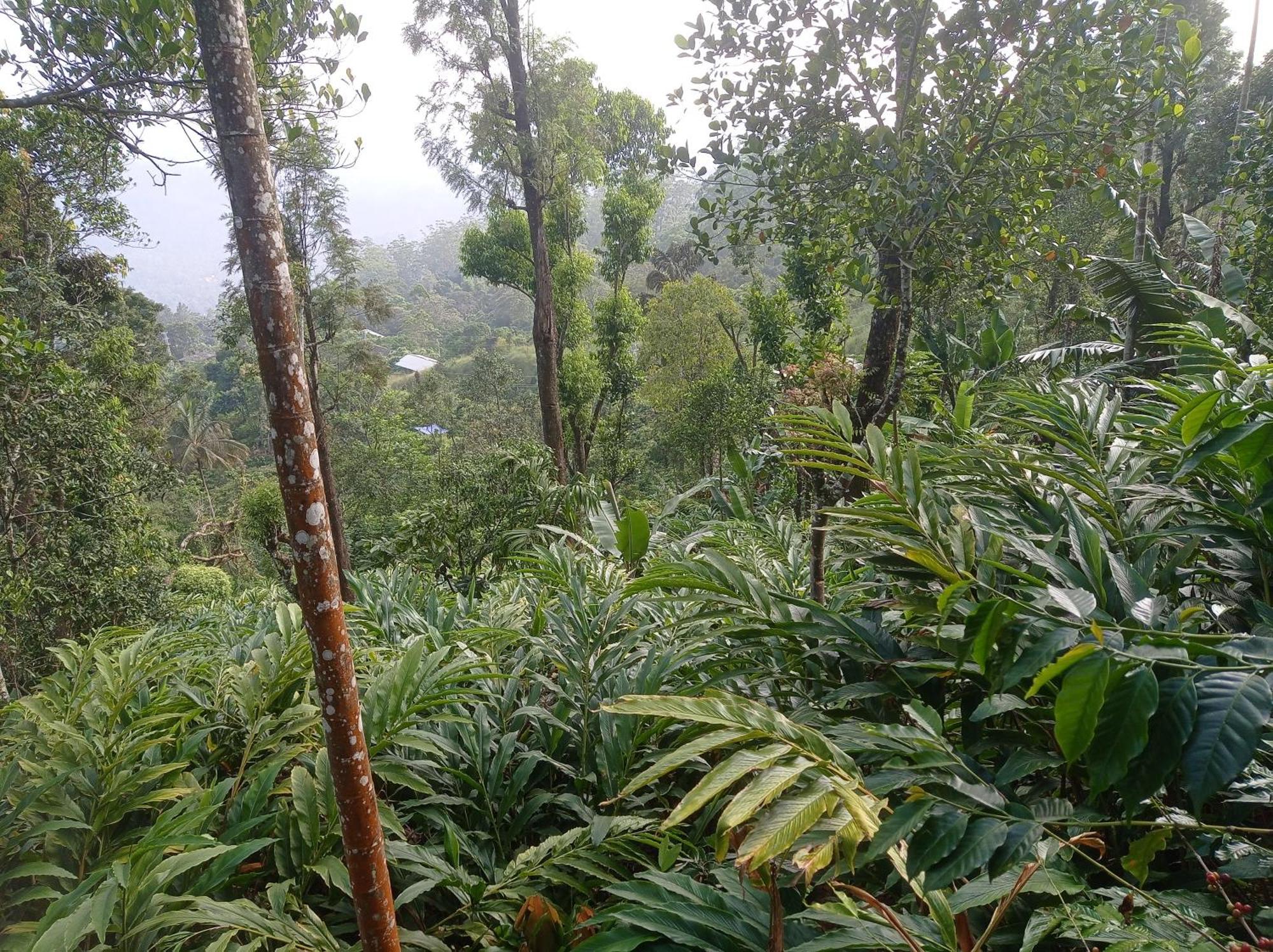 Munnar Home Stay Teadrops Plantation Villa エクステリア 写真
