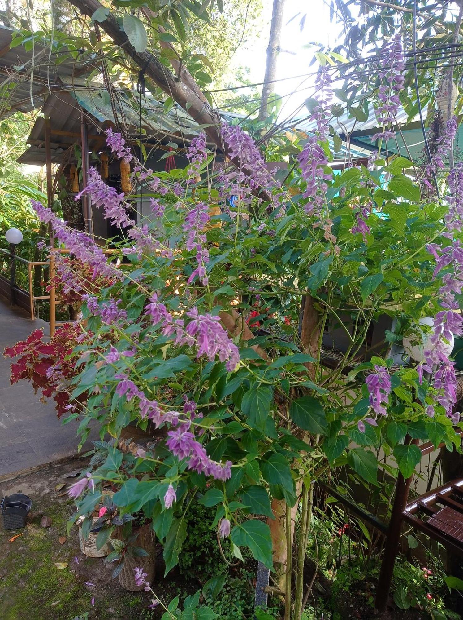 Munnar Home Stay Teadrops Plantation Villa エクステリア 写真