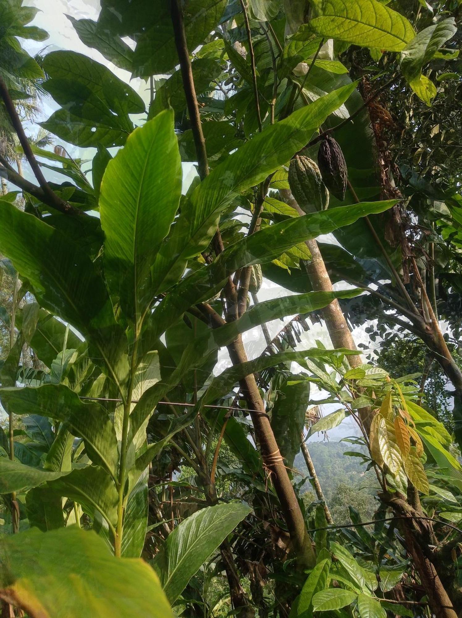 Munnar Home Stay Teadrops Plantation Villa エクステリア 写真