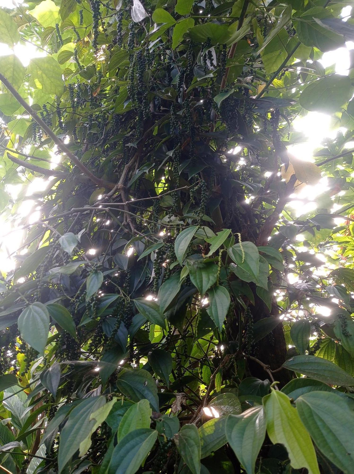 Munnar Home Stay Teadrops Plantation Villa エクステリア 写真