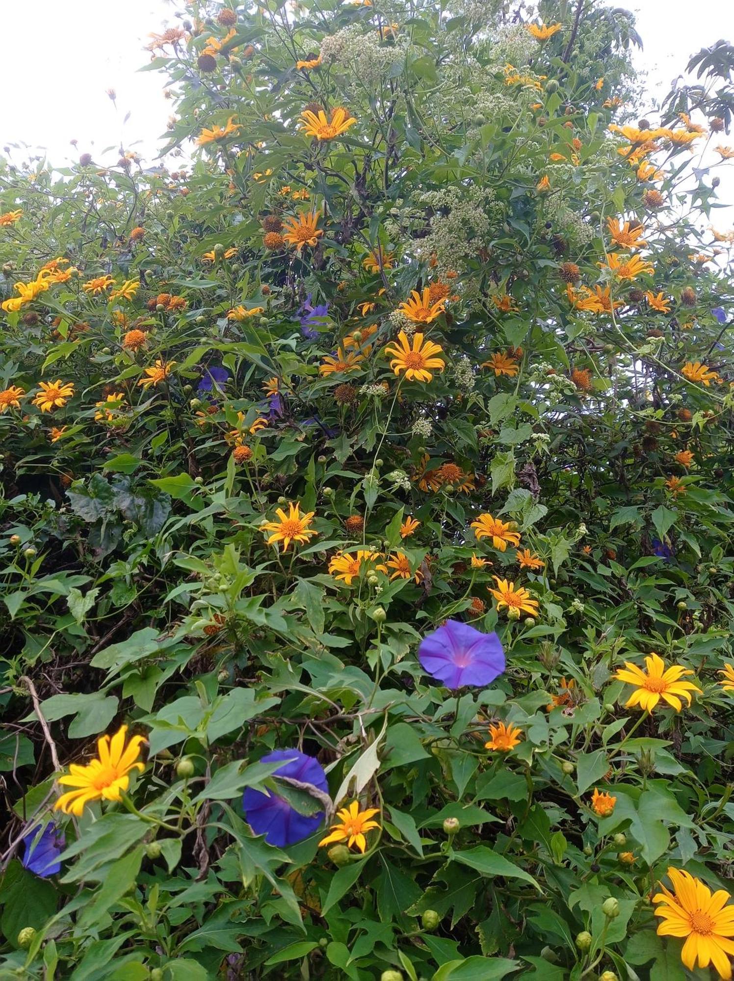 Munnar Home Stay Teadrops Plantation Villa エクステリア 写真