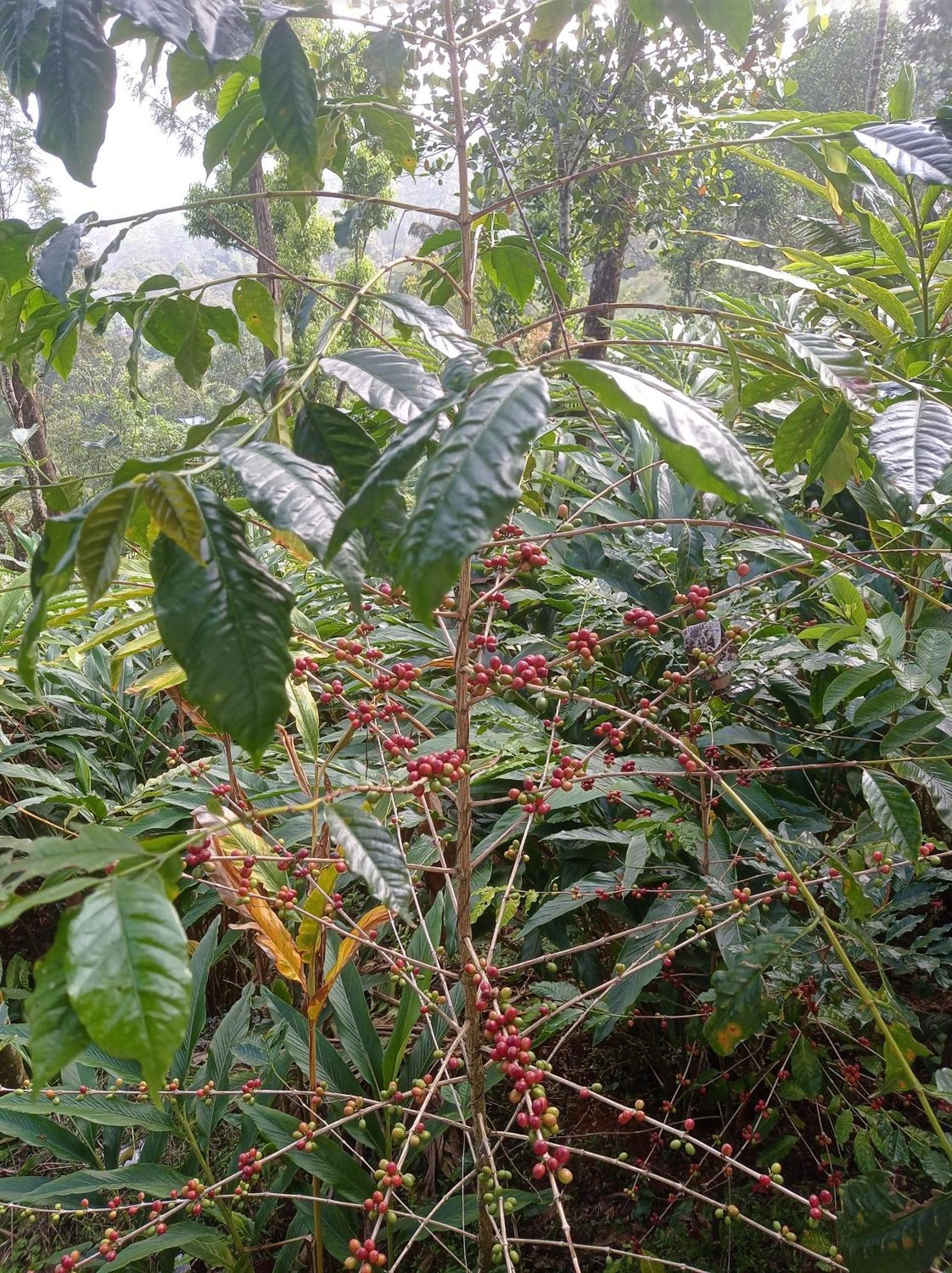 Munnar Home Stay Teadrops Plantation Villa エクステリア 写真