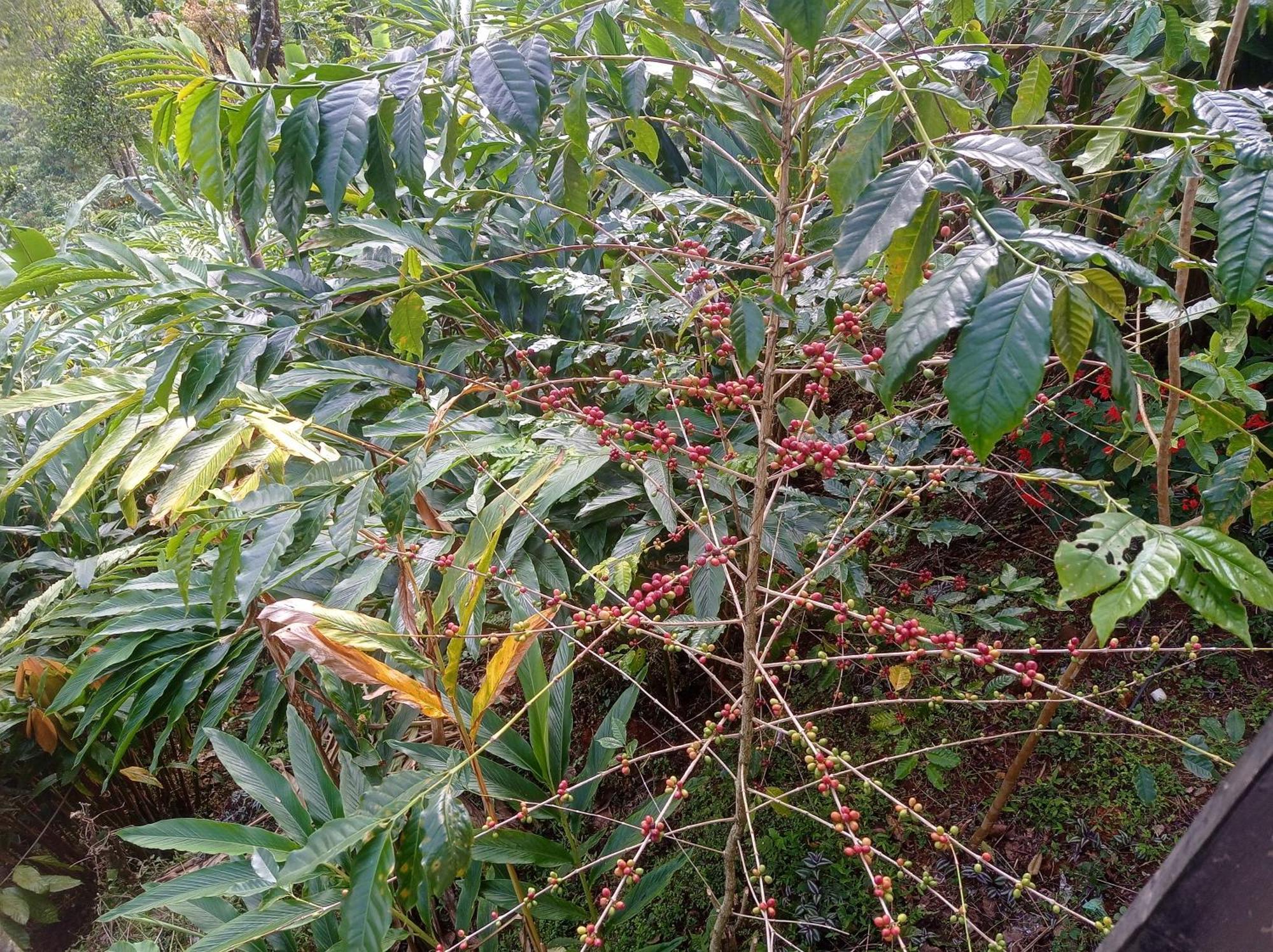 Munnar Home Stay Teadrops Plantation Villa エクステリア 写真